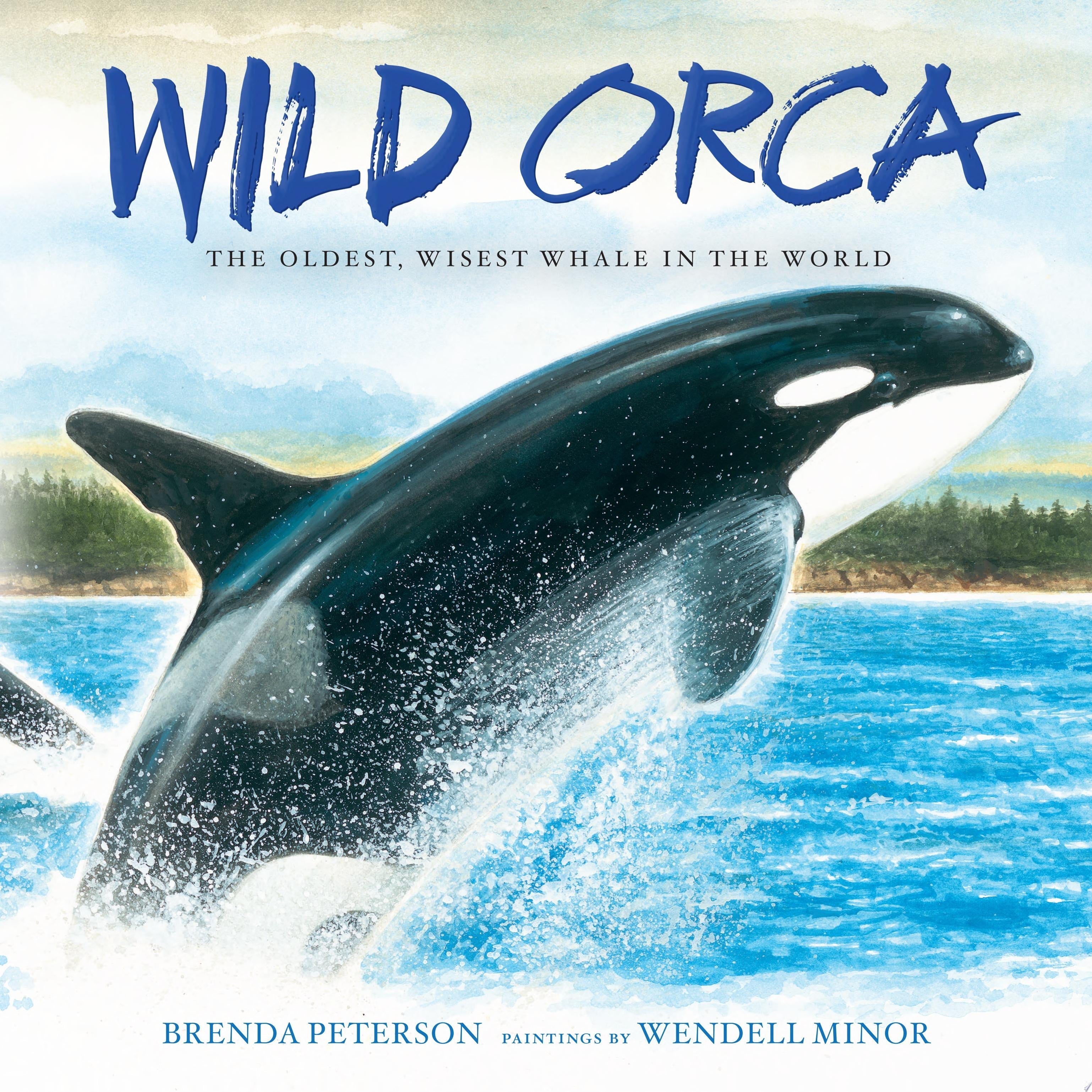 Wild Orca The Oldest, Wisest Whale in the World